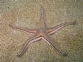 Astropecten bispinosus